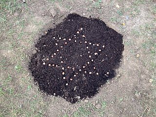 Projekt krokus