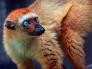 Lemur